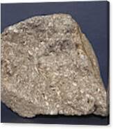 Fossiliferous Limestone by A.b. Joyce