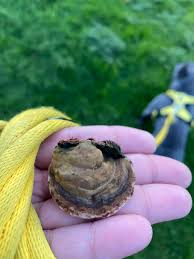 Anyone know what this is? The pores bruise brown and smells like pepper kind of : r/ShroomID