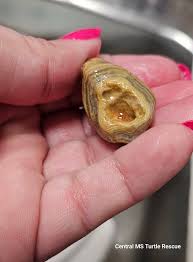 Mississippi Agate Finds in Franklin County