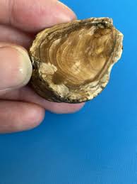 What is this? Please help : r/fossils