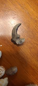 What are these shell fragments found in Panama City Beach?