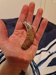 Found in Danube in Vukovar, Croatia. Any idea how old it ...