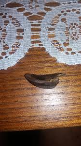 Pig or bear canine? - Fossil ID - The Fossil Forum