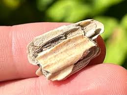 RARE Texas Fossil Pronghorn Antelope Tooth Pleistocene Ice ...