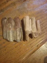 2 FOSSIL GIANT STEPPE BISON PRISCUS ICE AGE TEETH ...