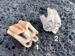 Animal Tooth | Hawaiian Beach Treasures | Ethically Wild ...