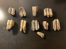 Cow? Bison? Some cow? Others bison? I need help…XD : r ...