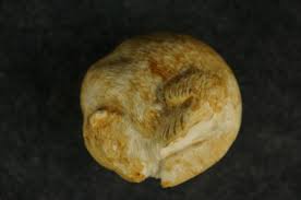 Outstanding vintage Native American buffalo carving 2" [Y8 ...