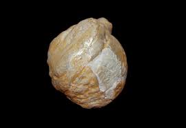 File:Fossil pearl (7922361320).jpg - Wikimedia Commons