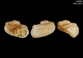 Scissurella - Wikipedia