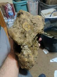 Authentic Dinosaur Skull. 75% of skull. Battle Creek ...