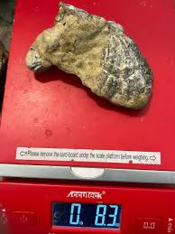 4.5” Texas Fossil Bivalve Lopha bellaplicata Cretaceous Dino ...