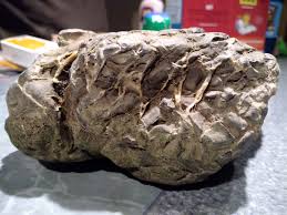 What type of scales are these?