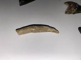 Whale tooth? : r/fossils