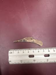 What is this bone? : r/bonecollecting