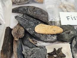 Fish Fossil Mega Bulk Lot - Swim Bladders, Vertebrae, Etc ...