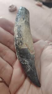 Help identifying tooth from Texas? : r/fossilid