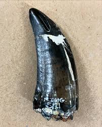 Here are some images of two of the Holotype Neovenator ...