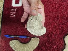 Fossils found in and around Lake Texoma