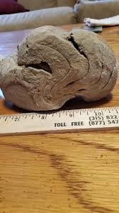 What is the age or species of the fossil found in Alabama?
