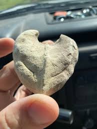 Central Texas : r/fossils