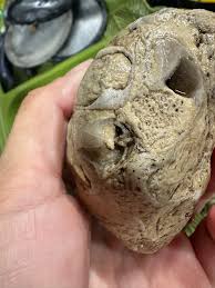 What are cross sections of brachiopods?