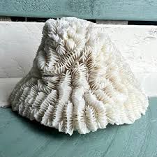 Vintage Brain Coral Fossil Home Aquarium Decor Beach House Coastal Decor Large Bathroom Decor - Etsy