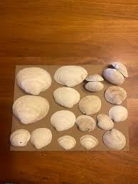 clam Shell Lot of 17 Cleaned Shells. 1 completely closed, 2 ...