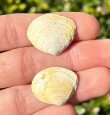 England Fossil Bivalves Lot of 2 Macoma obliqua Pleistocene ...