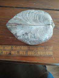 Fossilized clam 6" | eBay