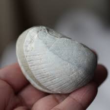 Clam Shell Fossil – Song of Stones