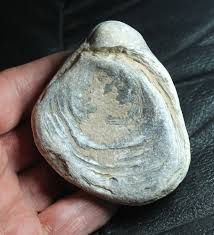 Gryphea dilatata - Jurassic Oxfordian fossil bivalvia | eBay