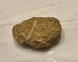 Is this a pottery shard with animal bones?