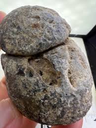 Fossilized Coral Stone – Unique Natural Specimen - Etsy Israel