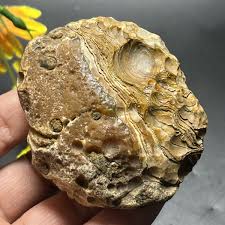 166g Bonsai Suiseki-Natural Gobi Agate Eyes Stone-Rare ...