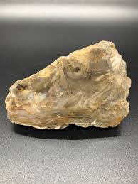 Buy Petrified Wood of New Mexico, Partially Polished ...