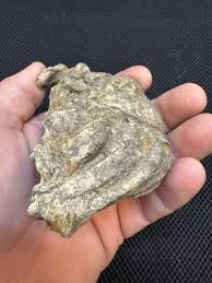 Cretaceous Period Fossil Crab From North Mississippi | eBay