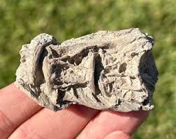 Articulated Fossil Fish Vertebrae Kansas Cretaceous Fossil ...