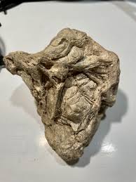 Fist-sized rock found in Henry Cowell, Santa Cruz, CA. Some ...