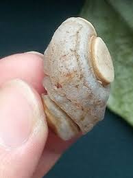 30mm Rare Natural GoBi agate eye agate stone Suiseki-viewing collection china | eBay