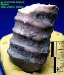 Silurian Cephalopod - Dawsonoceras amycus - Louisville Fossils and Beyond