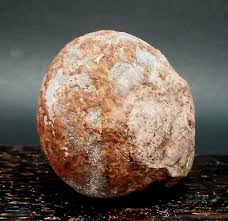 197gr Amazing! Whole Permian Ammonite Fossil rough From ...