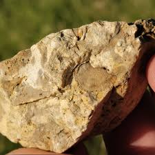 Steinkern Fossil, Fossil Limestone-chert W Crinoids ...