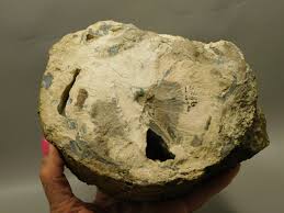 Eden Valley Petrified Wood Blue Forest Wyoming Polished ...