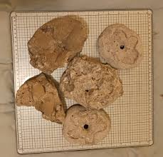Florida Fossil Echinoid 60 - 70 % Partials Lot Clypeaster ...