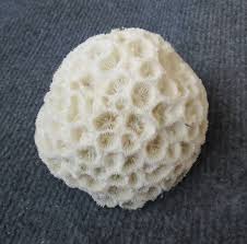 Real Coral, Beautiful Natural Coral, Marine Coral, Aquarium ...