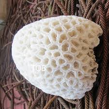 Real Big Coral, Natural White Coral in the Shape of a Hat ...