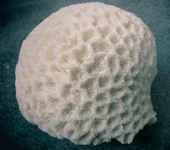 Natural Round Coral,coral Aquarium Decoration,home ...