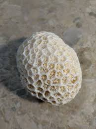 Amazon.co.jp: Unique Coral Coral Reef Seashell Seagrass ...