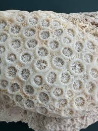 Huge Dried Coral Fossil Stone Ocean Corals - Brain Coral ...
